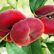 Саженец Персик инжирный Сатурн в контейнере